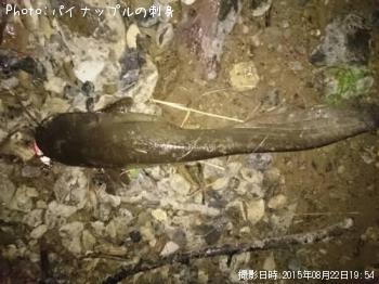ナマズ