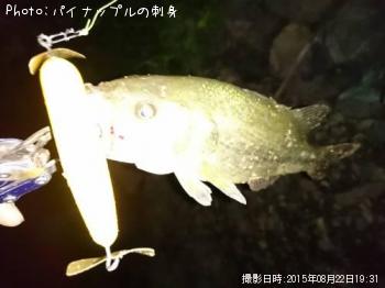 ナマズ