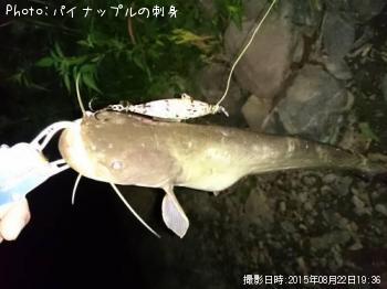 ナマズ