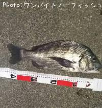 クロダイ
