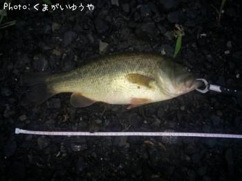 ラージマウス