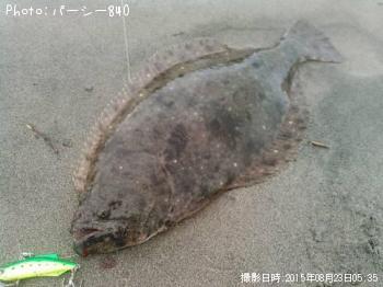 ヒラメ