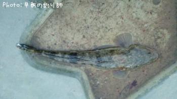 マゴチ