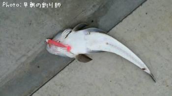 マゴチ