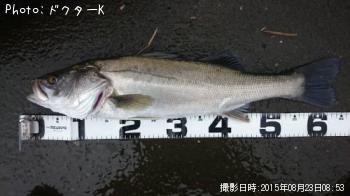 シーバス