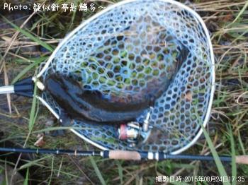 ナマズ
