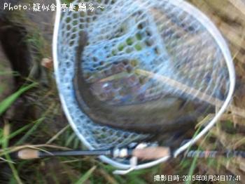 ナマズ