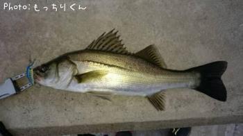 セイゴ