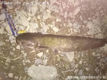 ナマズ