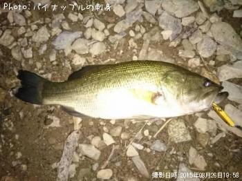 ブラックバス