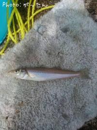 キス