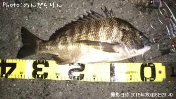 クロダイ