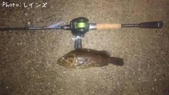 タケノコメバル
