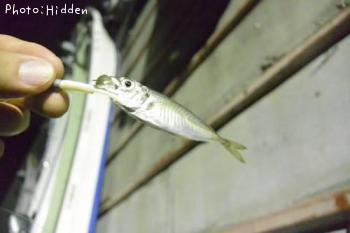 豆アジ