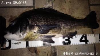 黒鯛