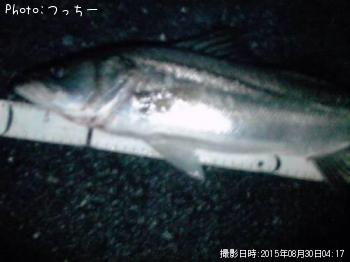 シーバス