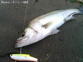 シーバス