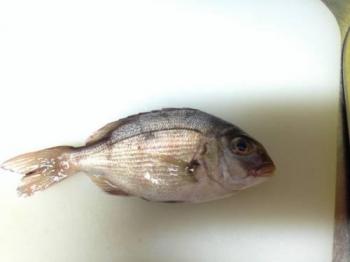 真鯛