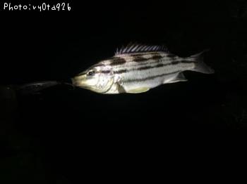 シマイサキ