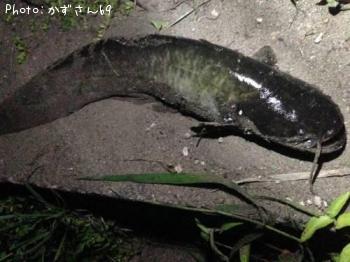 ナマズ