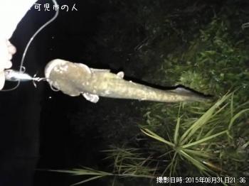 鯰
