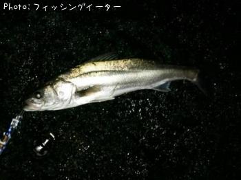 シーバス