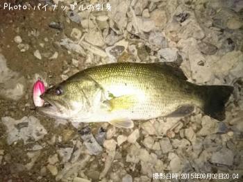 ブラックバス
