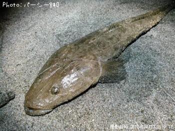 ޥ
