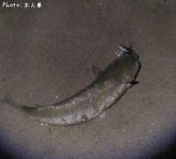 ボラ