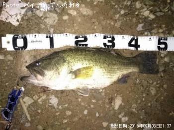 ブラックバス
