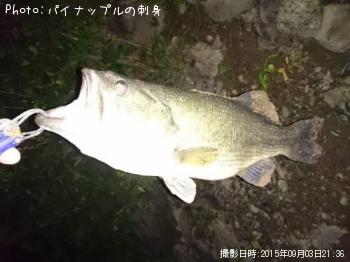 ブラックバス