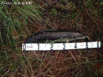 雷魚