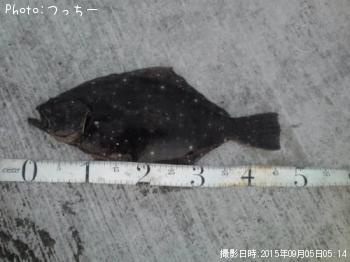 ヒラメ