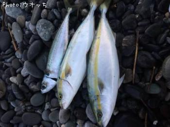 ʥ