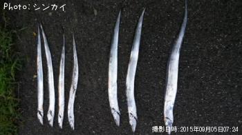 タチウオ