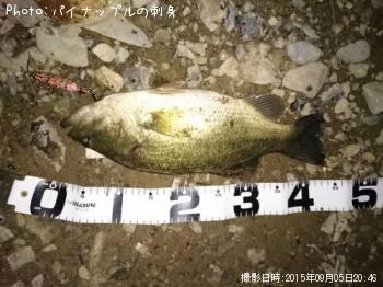 ブラックバス