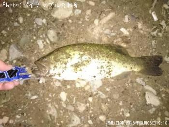 ブラックバス