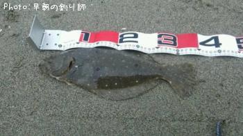 ヒラメ