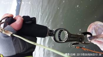 シーバス