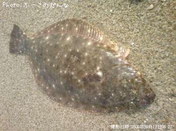 ヒラメ