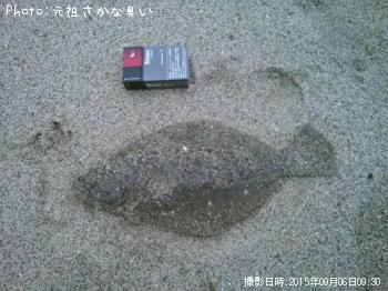 ヒラメ