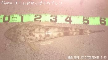 マゴチ
