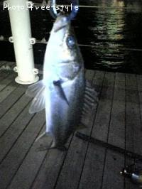 ＳｅａＢａｓｓ