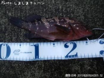 キジハタ