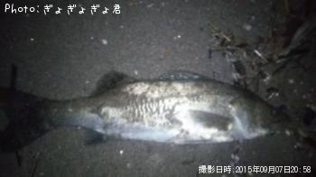 シーバス