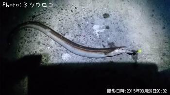 ハモ（マアナゴ）