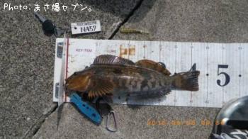 アイナメ