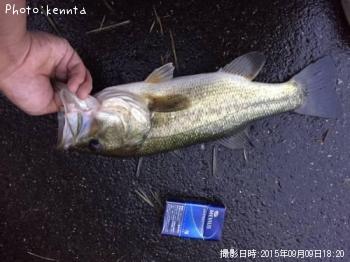 ブラックバス