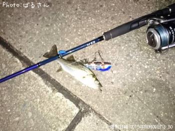 シーバス