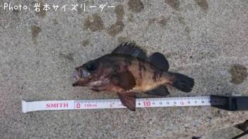 メバル
